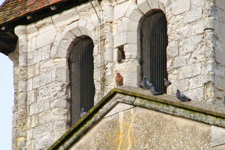 Pigeons de l'église - Razac-sur-l'Isle