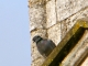 Pigeon de l'église