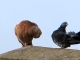 Pigeons de l'église