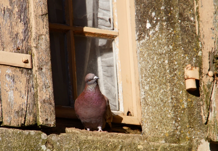 Un pigeon curieux auprès de l'église. - Rouffignac-Saint-Cernin-de-Reilhac