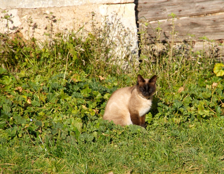 Un chat du château de l'Herm. - Rouffignac-Saint-Cernin-de-Reilhac