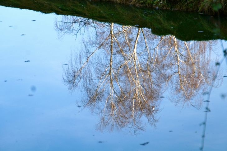 Reflet de bouleaux auchâteau de l'Herm. - Rouffignac-Saint-Cernin-de-Reilhac