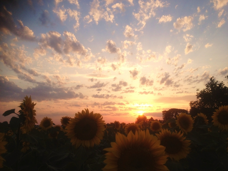 Coucher de soleil sur un champ de tournesol. - Rouffignac-Saint-Cernin-de-Reilhac