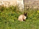 Photo précédente de Rouffignac-Saint-Cernin-de-Reilhac Un chat du château de l'Herm.