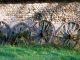 Photo précédente de Rouffignac-Saint-Cernin-de-Reilhac Près du château de l'Herm, roues de charrettes d'un temps révolu !