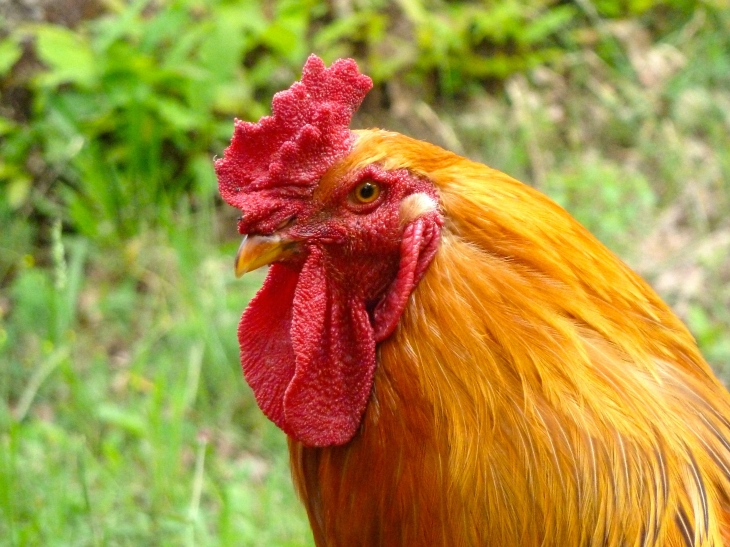 Le Coq des Cabanes du Breuil - Saint-André-d'Allas