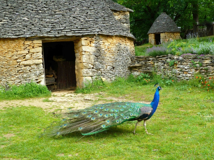 Le Paon des Cabanes du Breuil - Saint-André-d'Allas