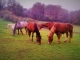 Photo précédente de Saint-Aubin-de-Nabirat La campagne à Saint Aubin de Nabirat et nos chevaux