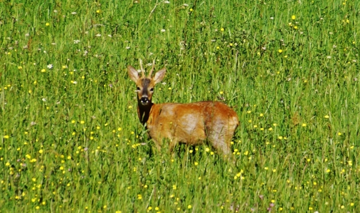 Belle rencontre - Saint-Avit-de-Vialard