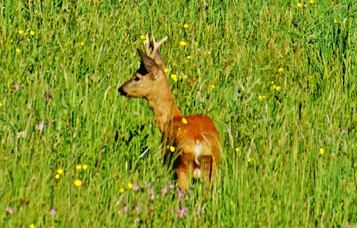 Belle rencontre - Saint-Avit-de-Vialard