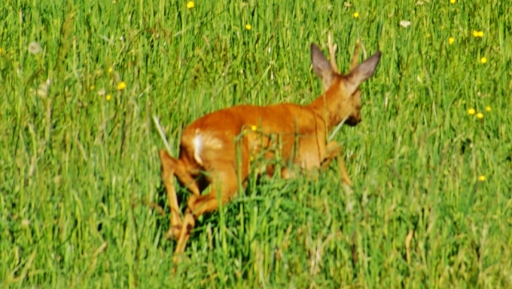 Belle rencontre - Saint-Avit-de-Vialard