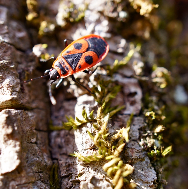 Punaise Heteroptera  - Saint-Estèphe