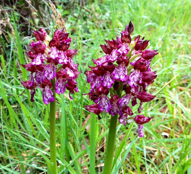 Orchidée Purpuréa sur le bas-côté d'un sentier de Saint Félix de Villadeix. - Saint-Félix-de-Villadeix