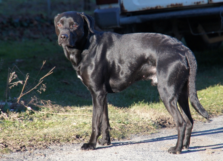 Le chien du village. - Saint-Geyrac