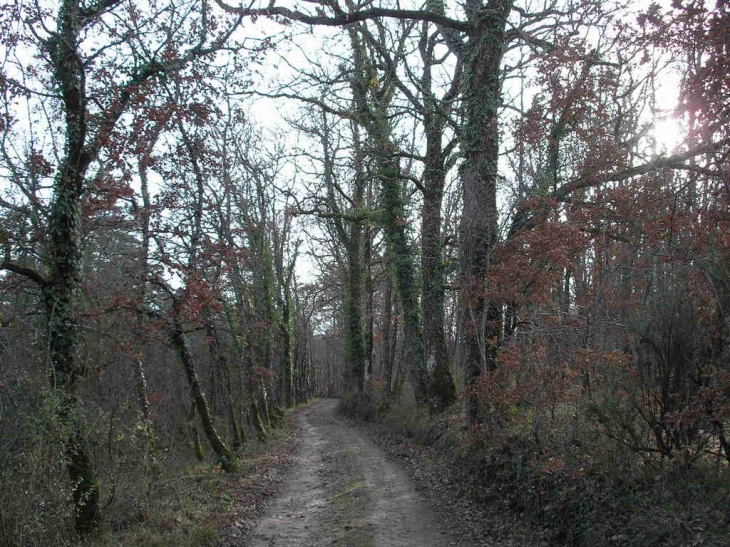 Chemin de randonnée de la picade - Saint-Léon-sur-l'Isle