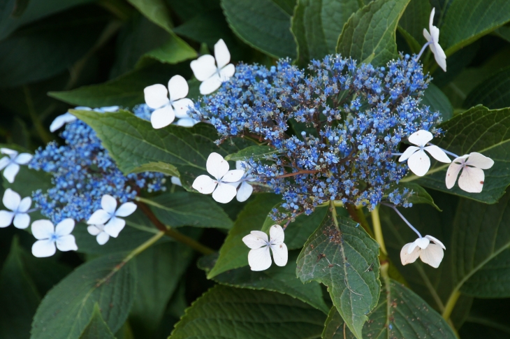 Hortensias au pied de l'église Saint-Maximin. - Saint-Mesmin