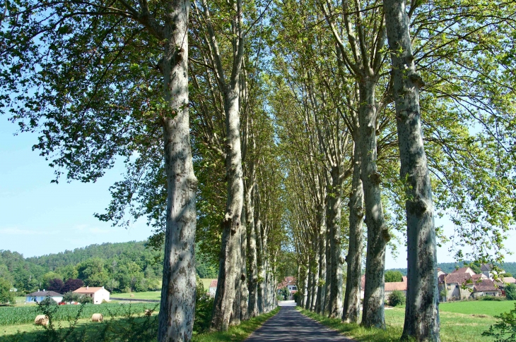 Route bordée de platanes, menant au village. - Saint-Pantaly-d'Ans