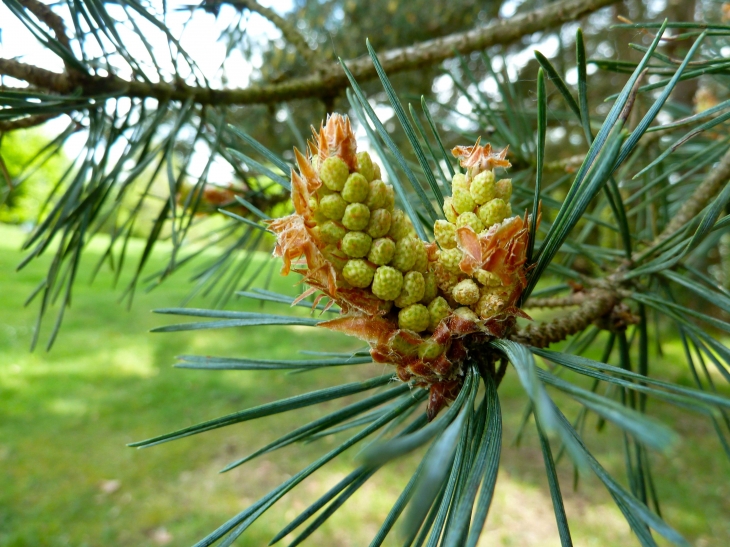 Fleurs de Pin - Saint-Paul-de-Serre