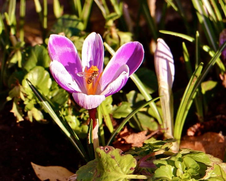 Crocus en février. - Saint-Paul-de-Serre