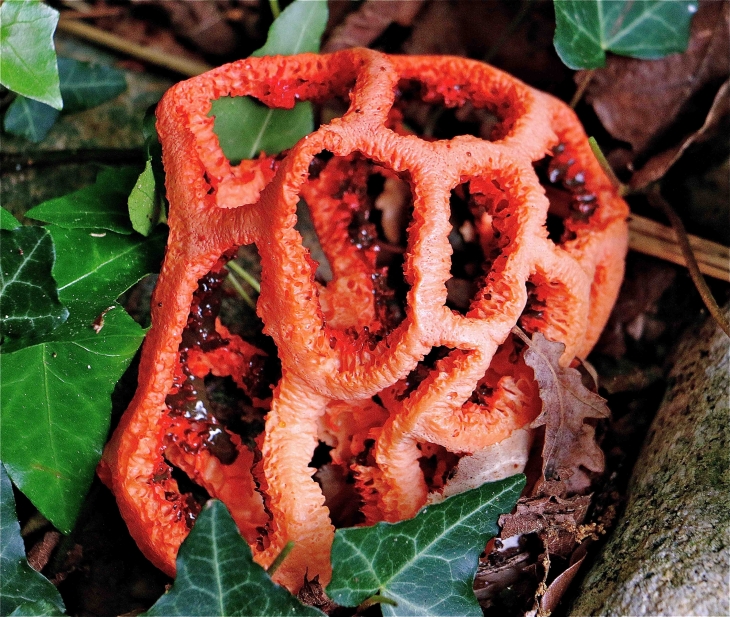 Dans mon jardin : Un Clathrus ruber - Saint-Paul-de-Serre