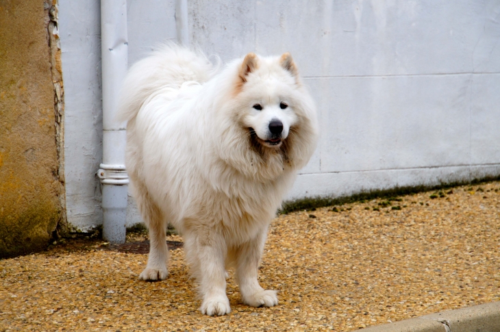 Le chien du village. - Saint-Pierre-de-Chignac