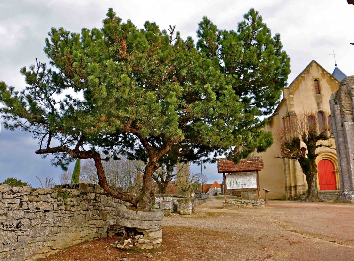 L'arbre dans le puits - Saint-Raphaël