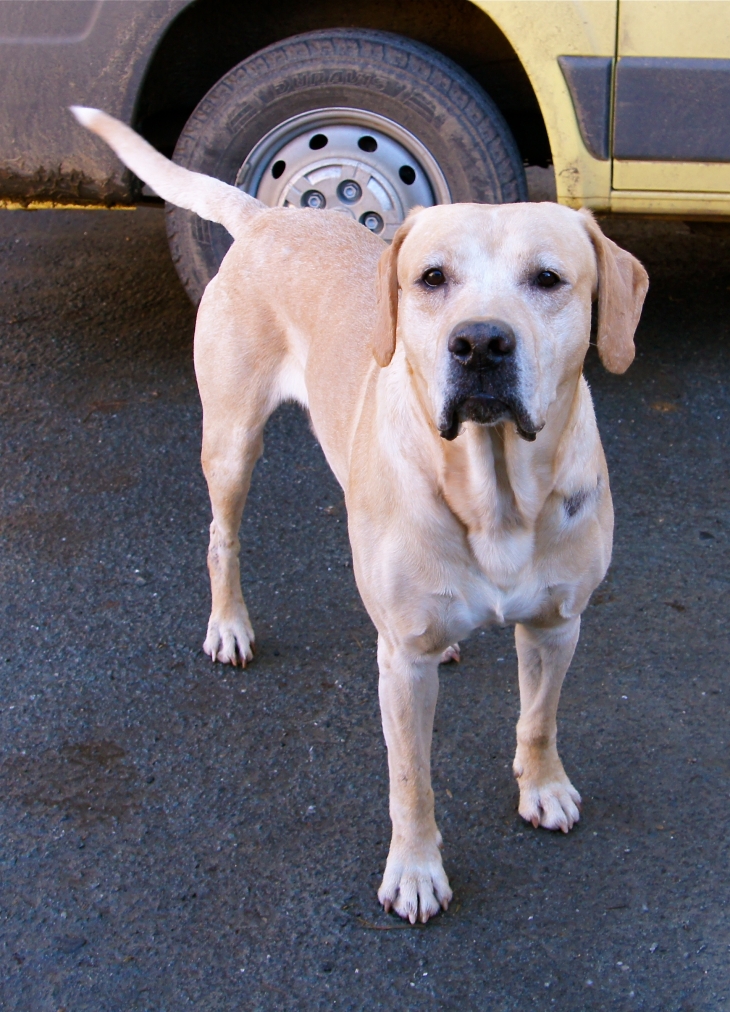 Le bon chien du village. - Saint-Sulpice-d'Excideuil