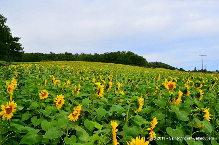 Tournesol - Saint-Vincent-Jalmoutiers