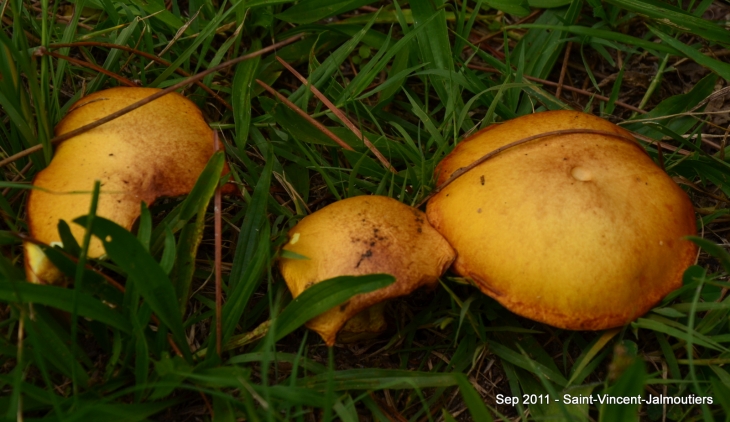 Champignons - Saint-Vincent-Jalmoutiers