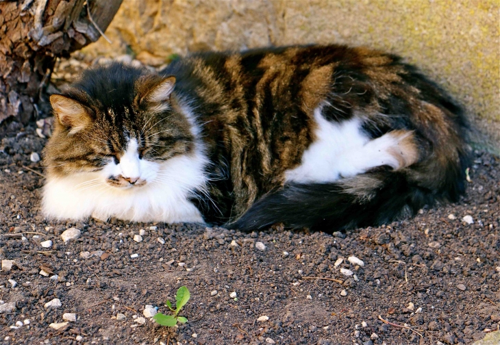 Le chat du château de Fénelon - Sainte-Mondane