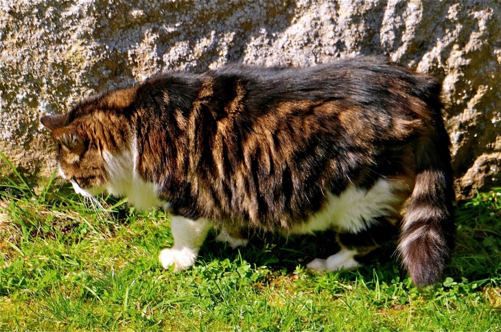 Le chat du château de Fénelon - Sainte-Mondane