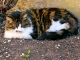 Photo précédente de Sainte-Mondane Le chat du château de Fénelon