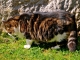 Photo précédente de Sainte-Mondane Le chat du château de Fénelon