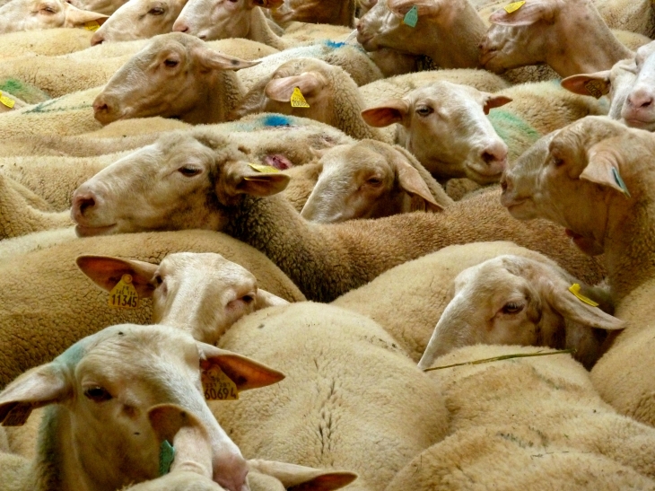 Transhumance en Sarladais septembre 2012. - Sarlat-la-Canéda