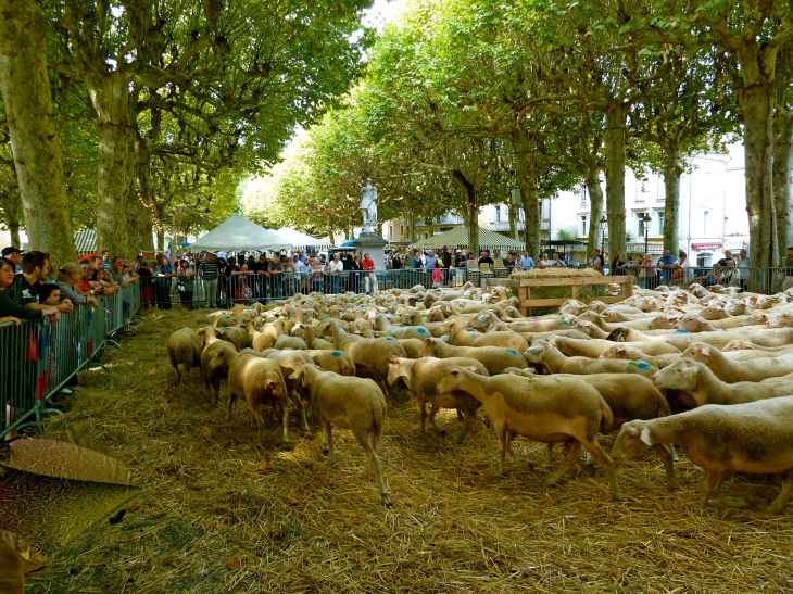 Transhumance en Sarladais septembre 2012. - Sarlat-la-Canéda