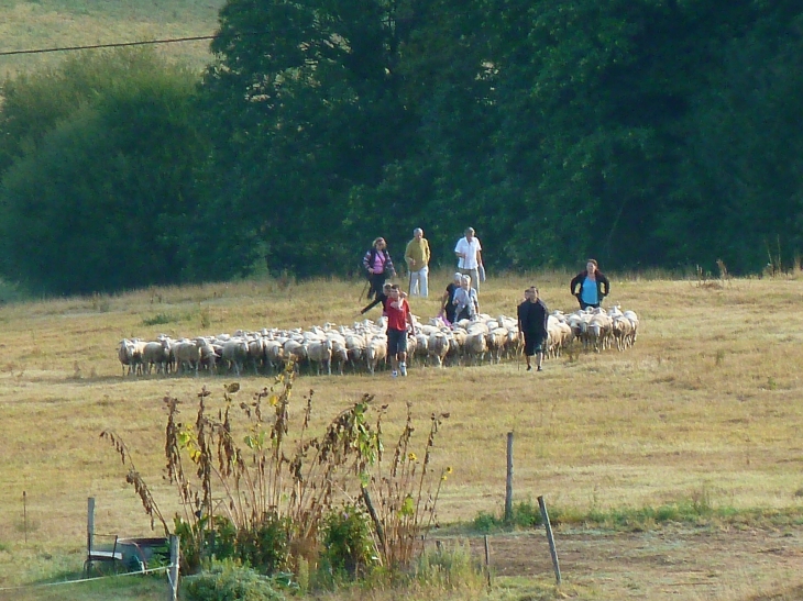 Transhumance en Sarladais septembre 2012. - Sarlat-la-Canéda