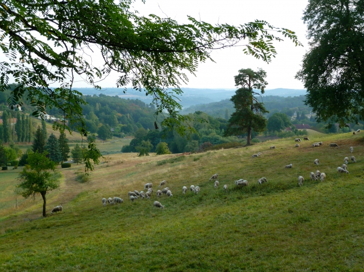 Transhumance en Sarladais septembre 2012. - Sarlat-la-Canéda