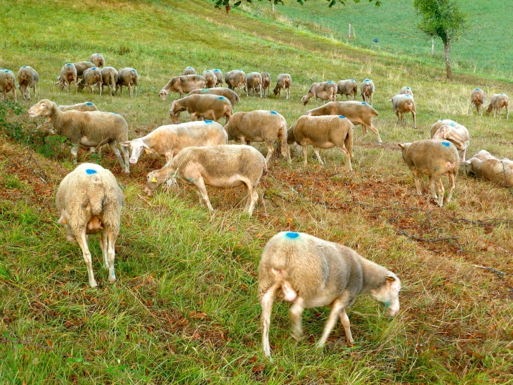 Transhumance en Sarladais septembre 2012. - Sarlat-la-Canéda