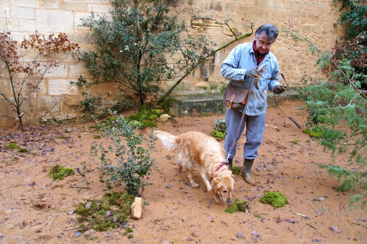 Le Festival de la Truffe. Le Cavage. - Sarlat-la-Canéda