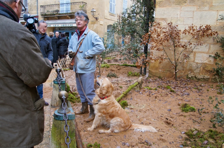 Le Festival de la Truffe. Le Cavage. - Sarlat-la-Canéda