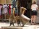 Photo suivante de Sarlat-la-Canéda 