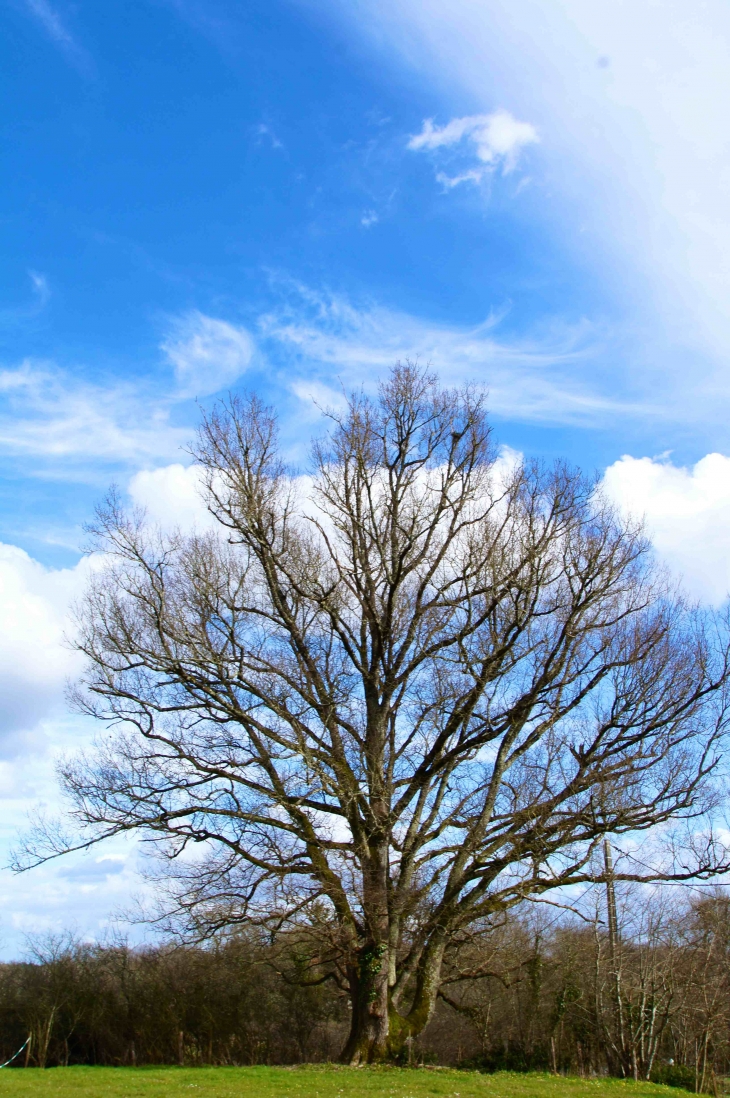 Arbre remarquable auprès de l'église. - Servanches