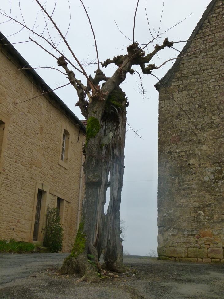 Arbre creux de Tamnies - Tamniès