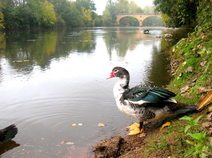 Canards au bord de la vezère - Thonac