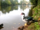 Canards au bord de la vezère