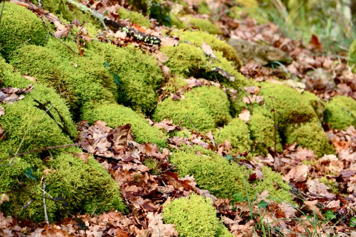 Mousse du cingle. - Trémolat