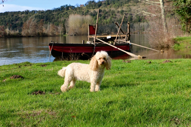 Le chien, le bateau et la Dordogne. - Trémolat