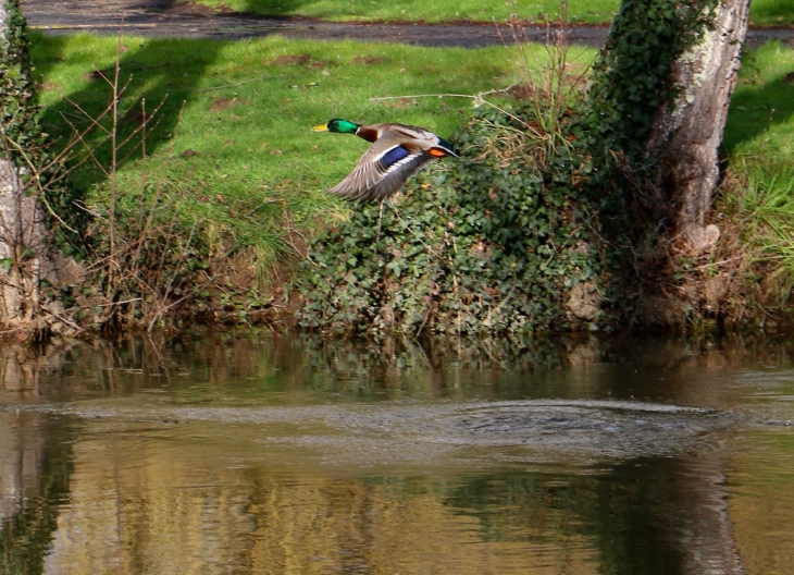 L'envol du canard colvert. - Trémolat