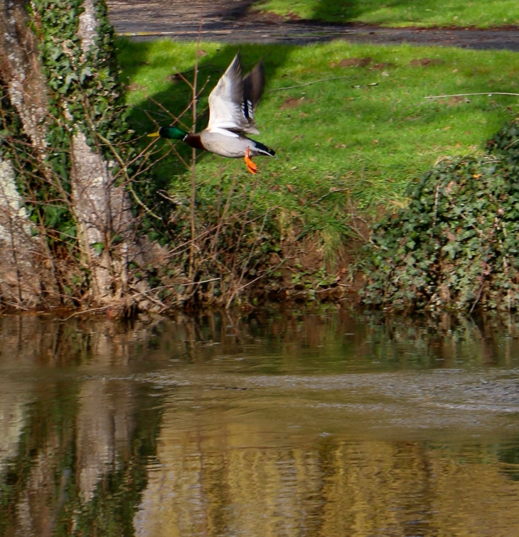 L'envol du canard colvert. - Trémolat