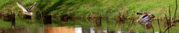 Le canard colvert et sa femme ! - Trémolat